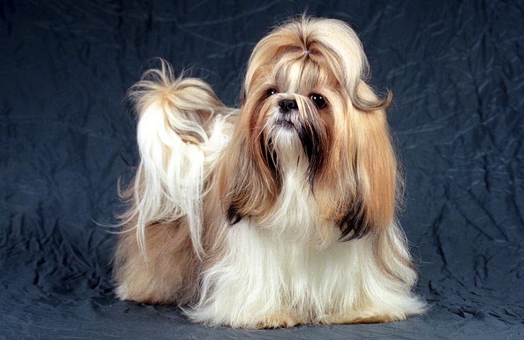 Ckc shih hotsell tzu